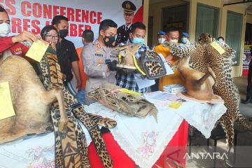 Polres Jember tangkap perajin kulit satwa dilindungi