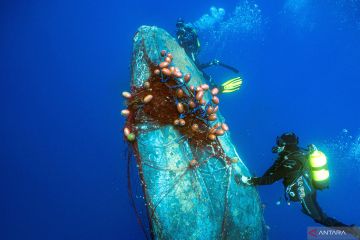 Aksi heroik penyelam bebaskan paus bungkuk dari jeratan jaring
