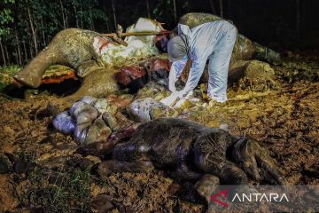 Tragis, gajah Sumatera betina dan janinnya ditemukan mati di Bengkalis Riau