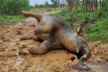 Gajah hamil ditemukan mati di Bengkalis