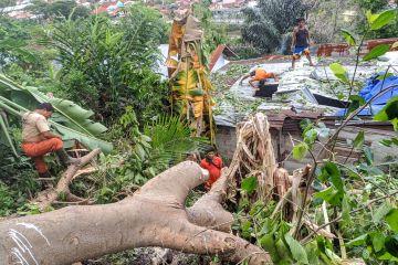 BPBD catat 20 pohon tumbang di Padang akibat cuaca ekstrem