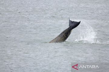 Prancis akan pandu paus pembunuh kembali ke laut dengan suara orca