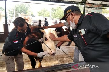 Satu ekor sapi terjangkit PMK di Kudus mati