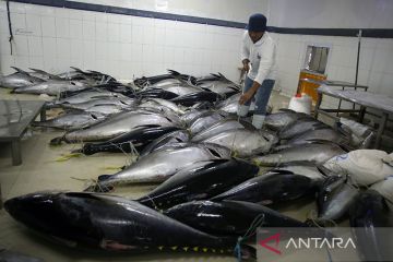 KKP lepas ekspor 25 ton ikan tuna loin ke Thailand