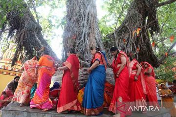 Pemujaan pohon beringin saat Festival Vat Savitri Puja di India