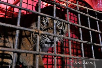 Seekor Harimau Sumatera jantan dilepasliarkan ke TNKS