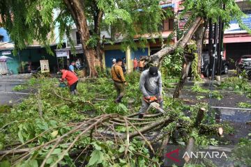 Petugas bersihkan pohon tumbang