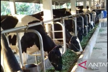 KUD Argopuro Probolinggo lockdown akibat ratusan ternak terkena PMK