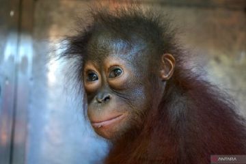 BKSDA sita puluhan satwa yang dilindungi