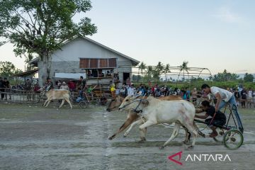 Tradisi karapan sapi usai panen