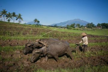 Membajak sawah dengan kerbau