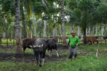 Di Gorontalo sapi dikarantina, di Pandeglang harga sapi turun