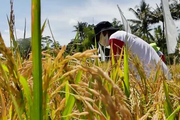 Distanpan Magelang kembangkan padi Inpari Nutri Zinc