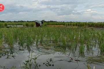 Hama tungro serang ratusan hektar tanaman padi di Kalsel