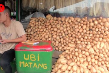 Mudik lebaran berkah bagi pedagang Ubi Cilembu