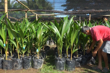 BPTP Gorontalo distribusikan 10.000 benih kelapa Molowahu