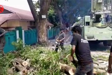 DLH Ternate  pangkas cabang pohon rawan tumbang