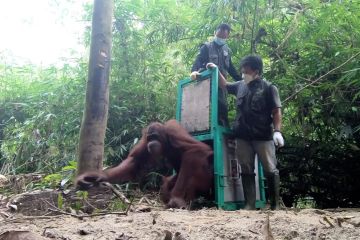 Ketika 4 orangutan selesai rehabilitasi dan kembali ke habitat asli