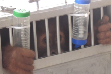 Orangutan Sumatera dipulangkan dari Bogor ke Sumut