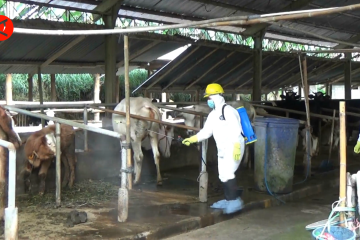 Penyemprotan kandang sapi perah lereng Merapi untuk cegah PMK