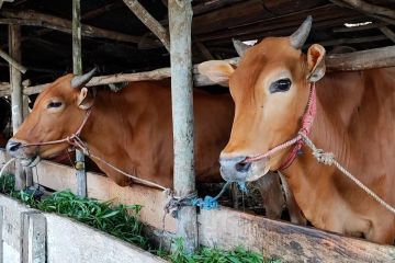 Permintaan daging sapi di pasar Pangkalpinang turun hingga 25%