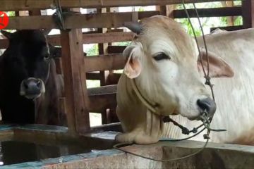 Polda Aceh perketat pemeriksaan kendaraan pengangkut sapi