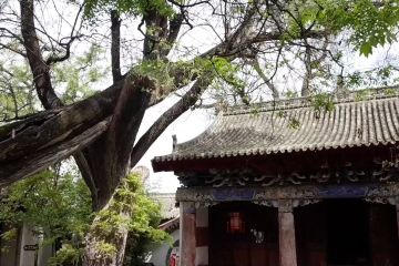 Upaya kota kuno di China lindungi pohon berusia ribuan tahun