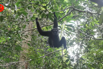 Wamen LHK lepas liarkan sepasang owa ungko di Riau