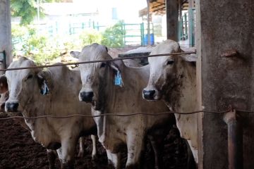 Polda Banten cek peternakan sapi cegah penularan PMK