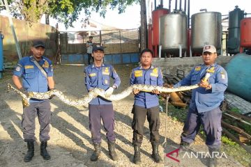 Damkar Tangerang evakuasi ular sanca sepanjang 3,5 meter