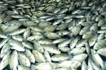 Puluhan ton ikan di Waduk Darma Kuningan mati akibat "upwelling"