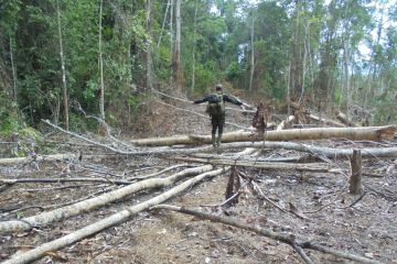 Ratusan hektare hutan habitat gajah di Bengkulu dirambah