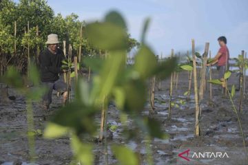 Penanaman mangrove di Taman Hutan Rakyat Ngurah Rai, Bali