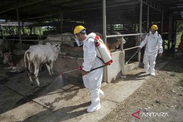 Jumlah sapi suspek PMK bertambah, Pemkab Tangerang lakukan penyemprotan disinfektan di kandang