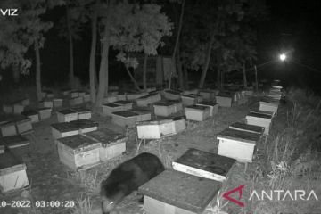 Beruang madu muncul di Desa Penarikan, BBKSDA Riau lakukan mitigasi