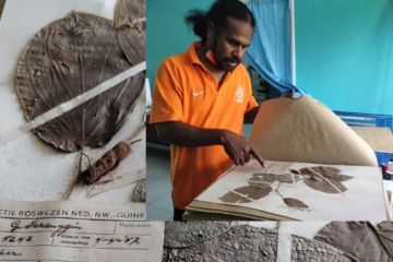 Koleksi spesimen Herbarium Manokwariese terancam rusak