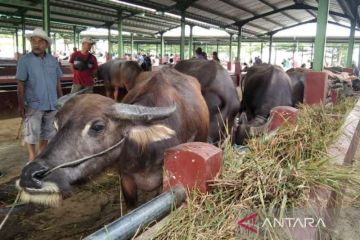 Pemkab Kudus tutup dua pasar hewan antisipasi penyebaran PMK