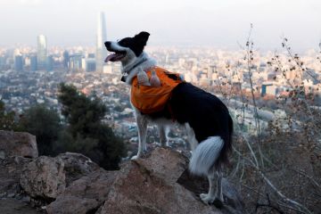 Ada anjing pahlawan super pembasmi sampah di Chili