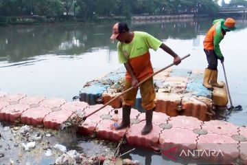 Bukan pertama kali, Buaya terlihat berenang di Kamal Muara