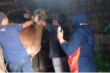Pemkab Pasuruan minta pedagang tidak ambil sapi daerah wabah