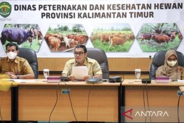 DPTH Kaltim terima laporan indikasi satu kasus PMK di Berau