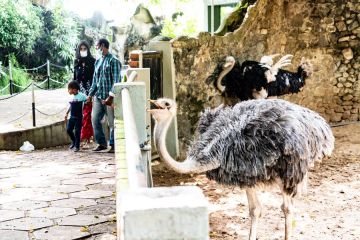 Kebun binatang di Sri Lanka kehabisan dana untuk beri makan satwa