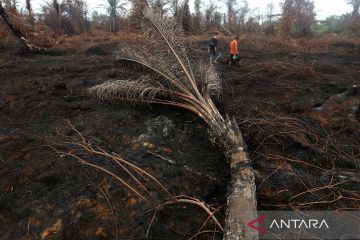 Karhutla sawit seluas 26 hektare di Nagan Raya akhirnya bisa dipadamkan