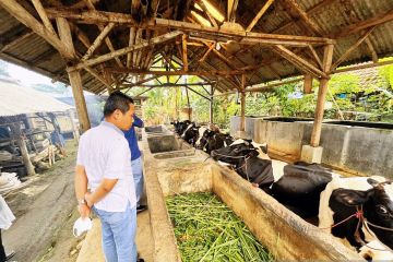 3.000 ekor lebih sapi di Lumajang terkena penyakit kuku dan mulut
