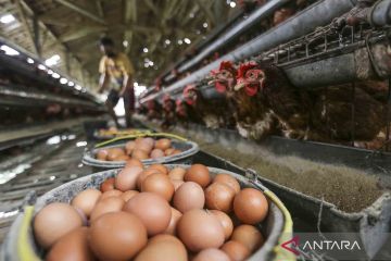 Harga telur ayam tembus Rp30 ribu per kilogram