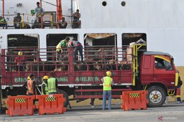 Jakarta Utara temukan tiga ekor sapi dari Bima diduga idab PMK