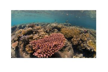 Mary Kay Inc. soroti pelestarian terumbu karang pada 2022