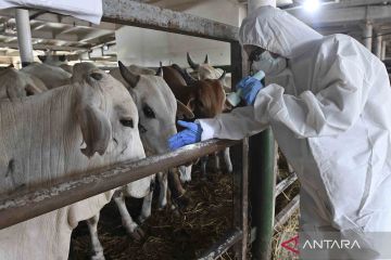 Kementan tetapkan prosedur penanganan hewan kurban jelang Idul Adha