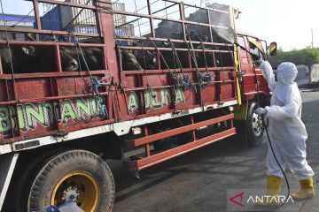 Kementan menjamin ketersediaan hewan kurban di tengah wabah PMK