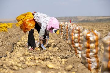 Ilmuwan China catatkan penemuan penting dalam sekuens genom kentang